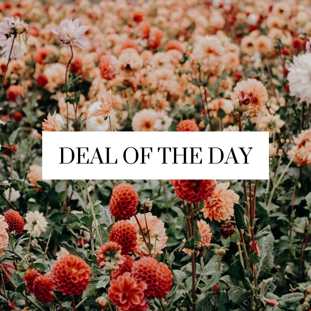 DEAL OF THE DAY